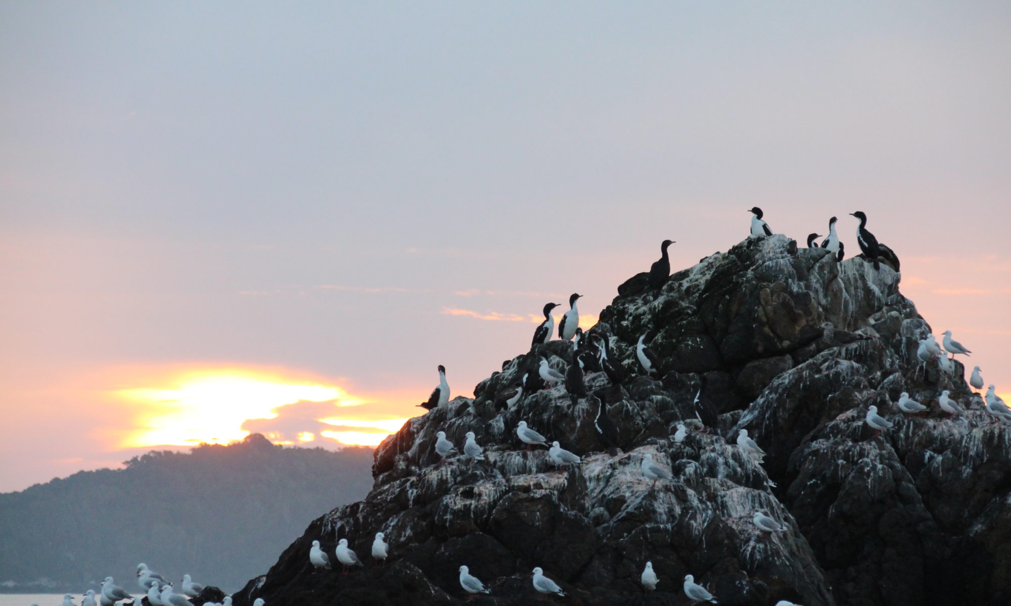 Cormorants roosting at sunset