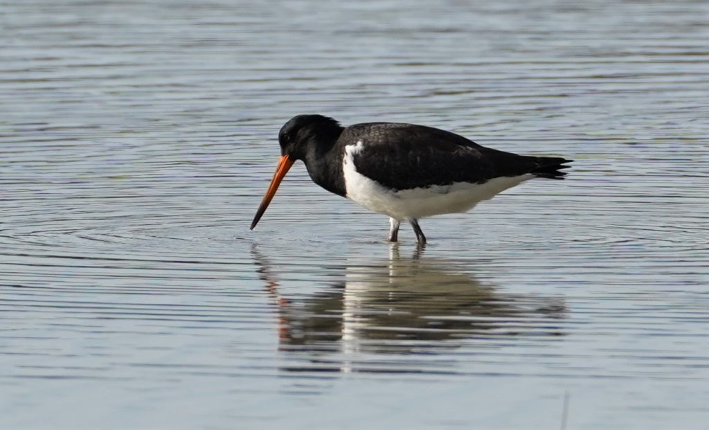 Pied Oyster catcher foraging