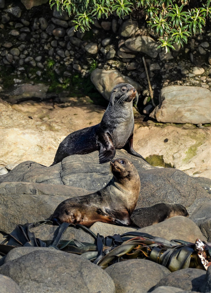 Fur seal pups, Stewart Island