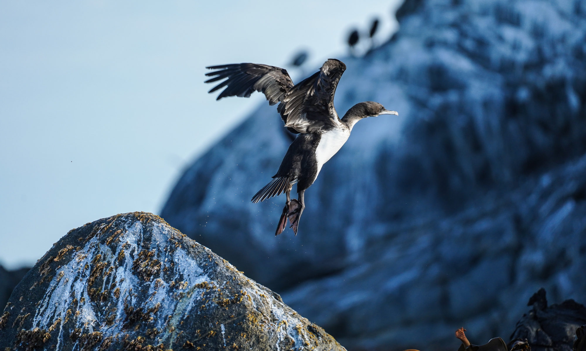 Stewart Island/Foveaux Cormorant taking flight