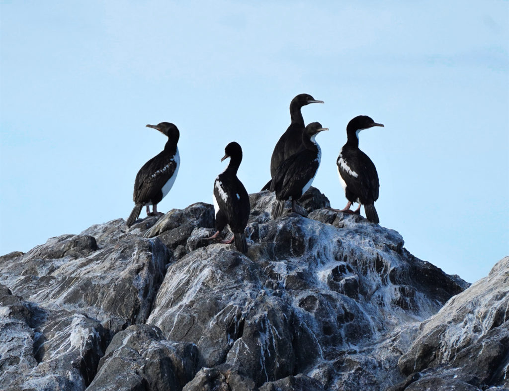 Stewart Island/Foveaux Cormorant as spotted on a pelagic tour