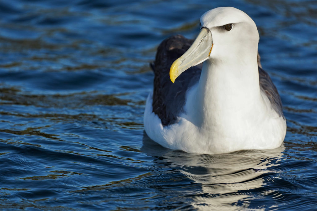 Shy/White-capped Mollymawk as spotted on a pelagic tour