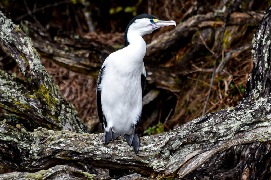 Pied Cormorant in a rookery as spotted on a pelagic tour