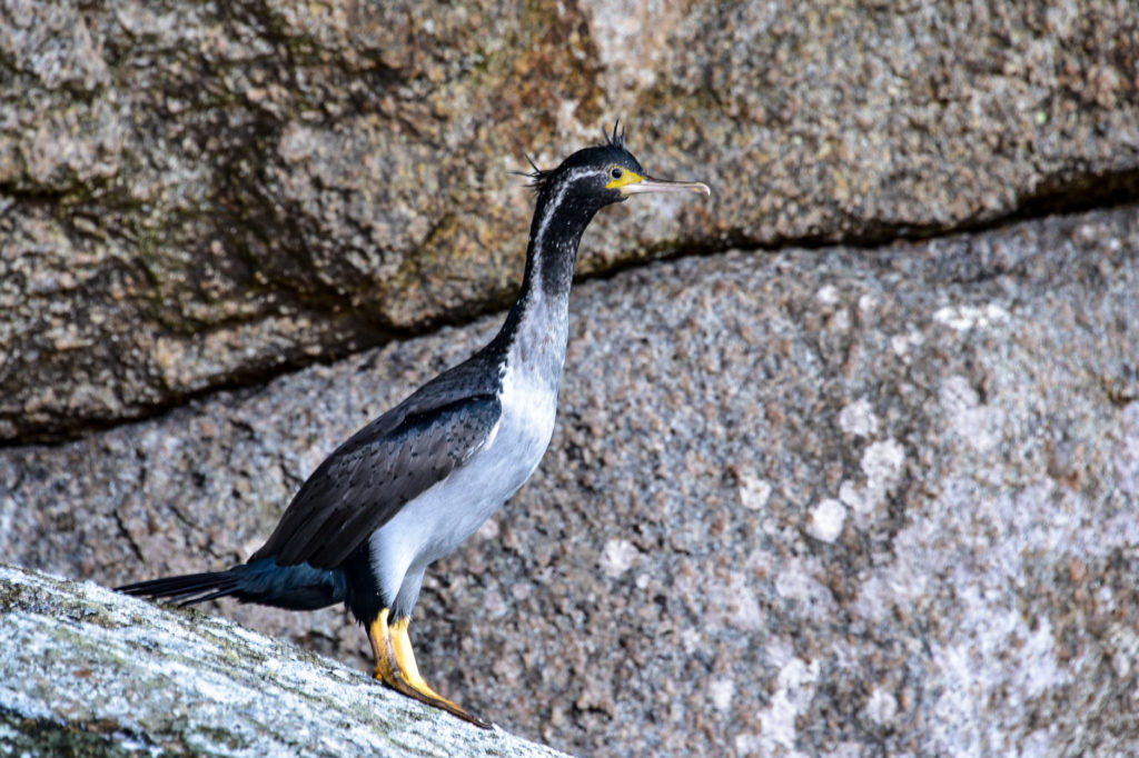 Spotted Cormorant, Stewart Island as spotted on a pelagic tour