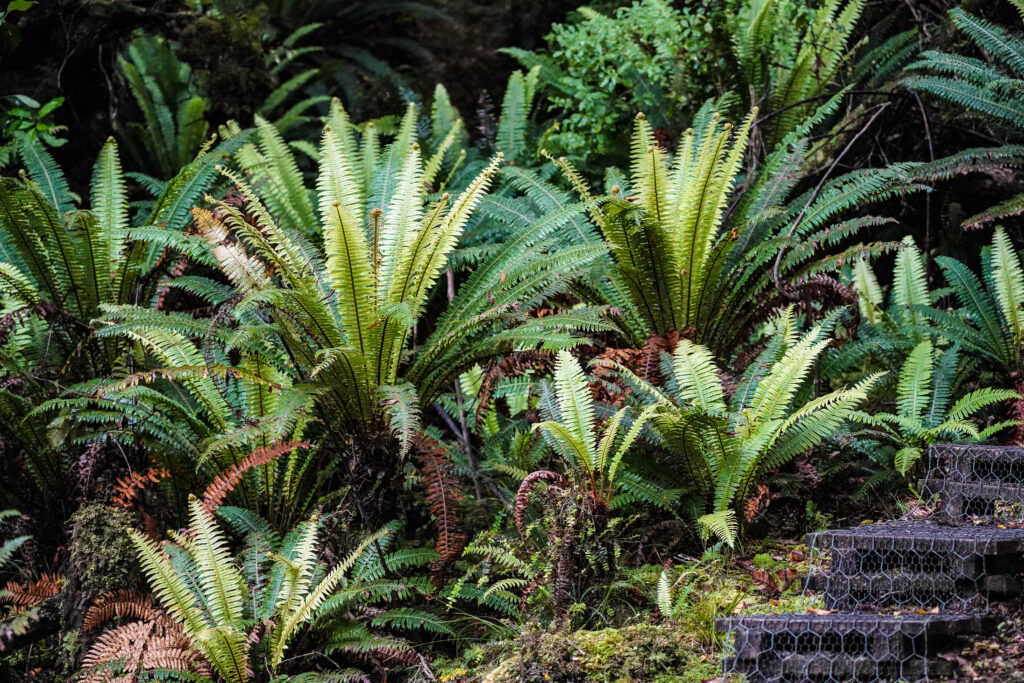 Crown ferns beside walking track, Stewart Island
